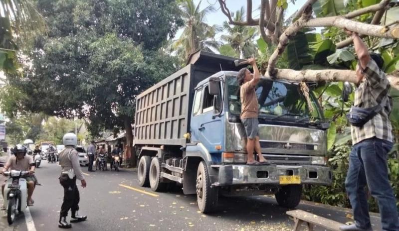 Pohon Dadap Tumbang Timpa Truk Besar Pengangkut Material Galian C